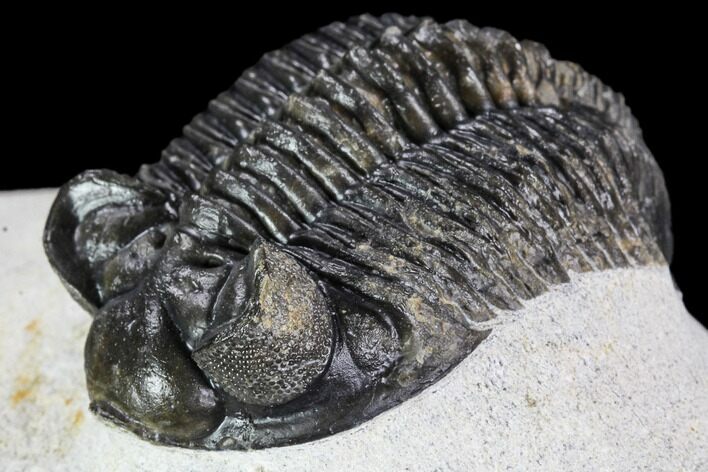 Coltraneia Trilobite Fossil - Huge Faceted Eyes #108490